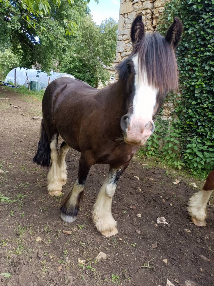 Cob irlandais noir 5ans