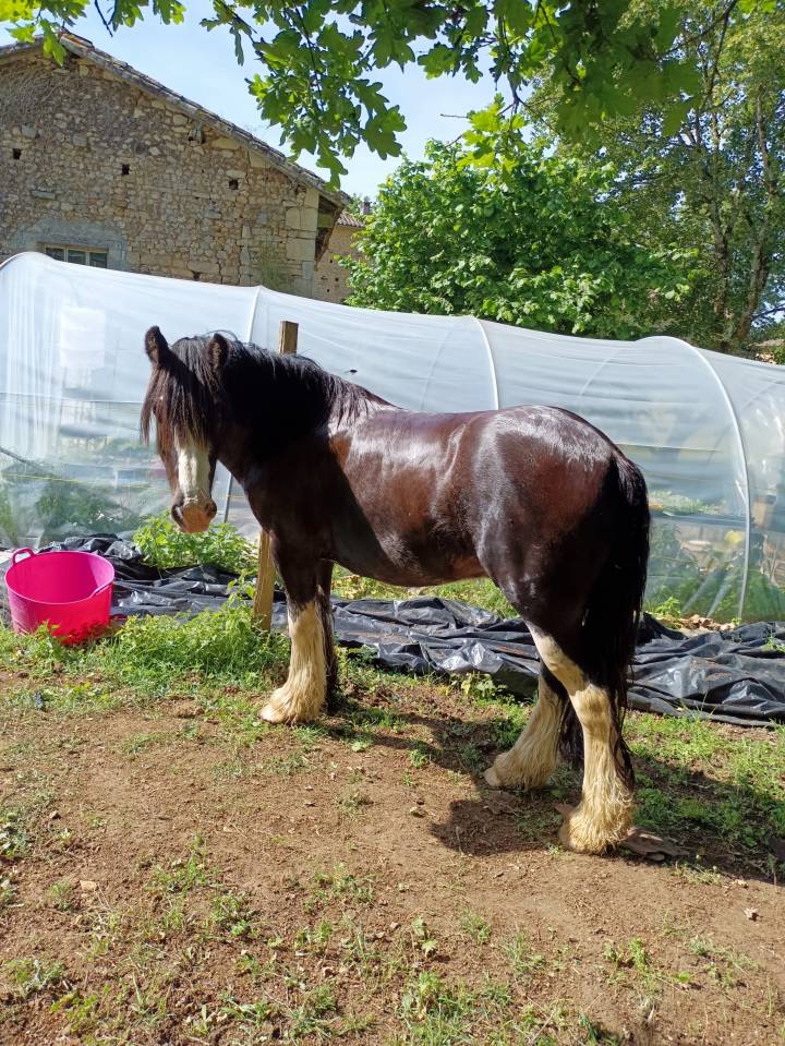 Cob irlandais noir 5ans