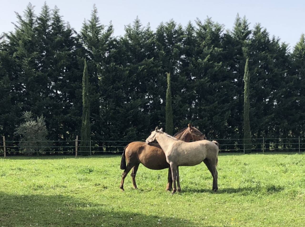 DOMAINE D'EXCEPTION - HARAS - PARC PAYSAGER