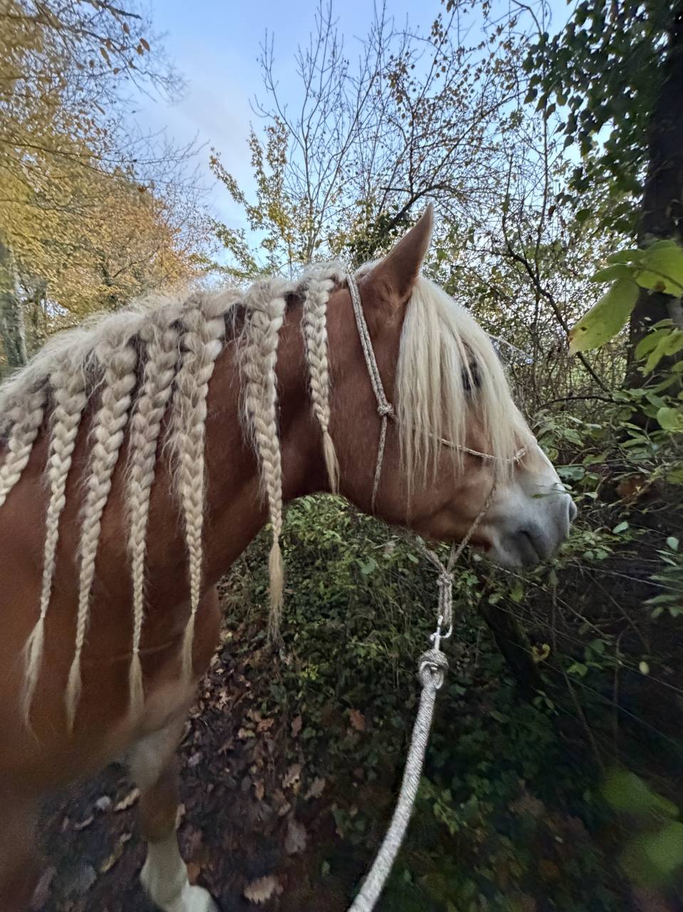 Hongre Haflinger 7 ans 