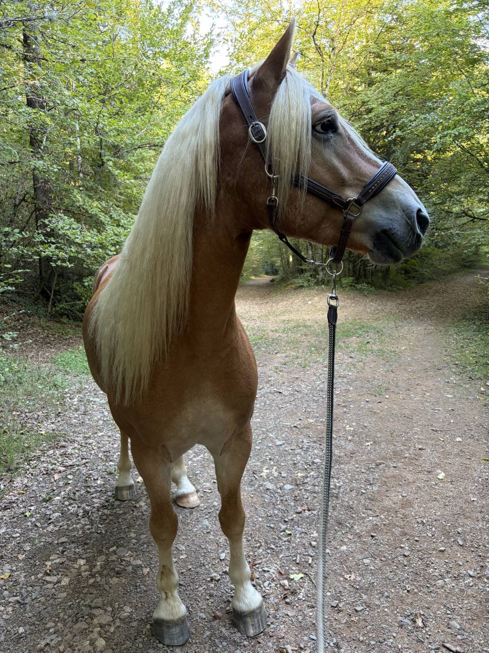 Hongre Haflinger 7 ans 