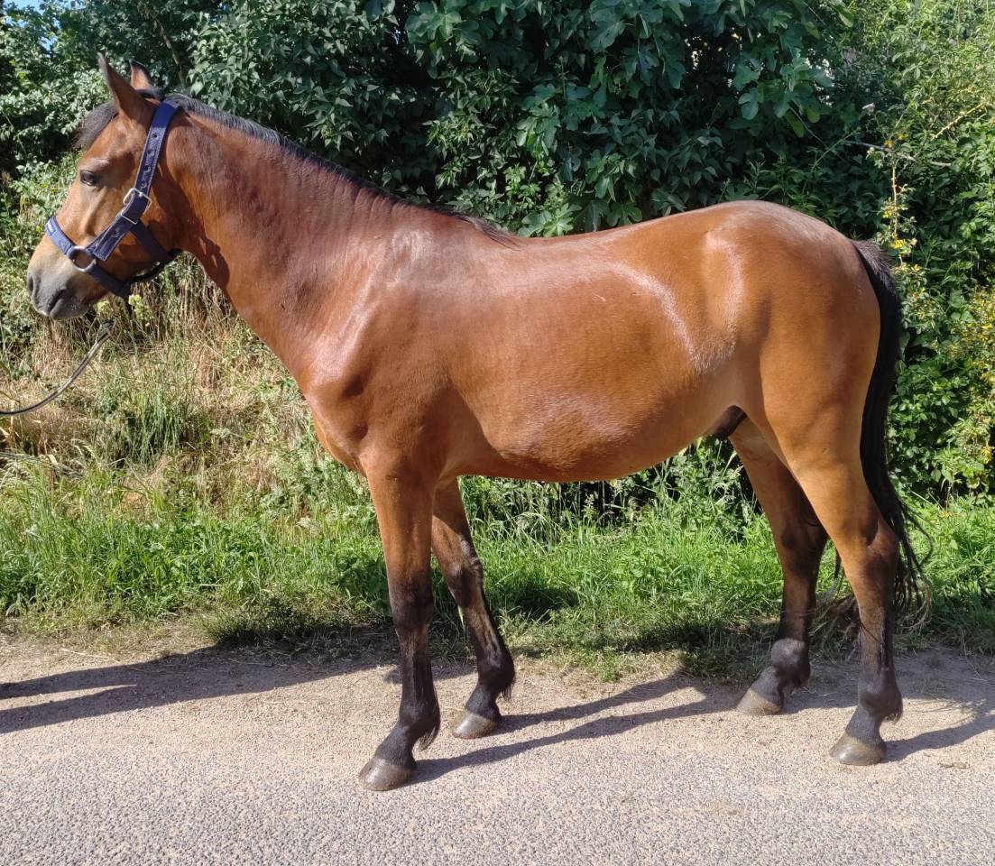 Lazulli II Arquetan 5 ans D sorti en CCJP
