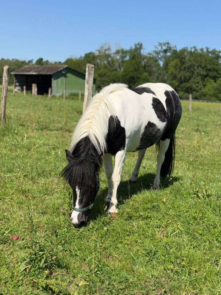 Ponette B 