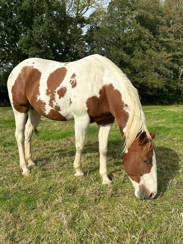 Jument paint horse