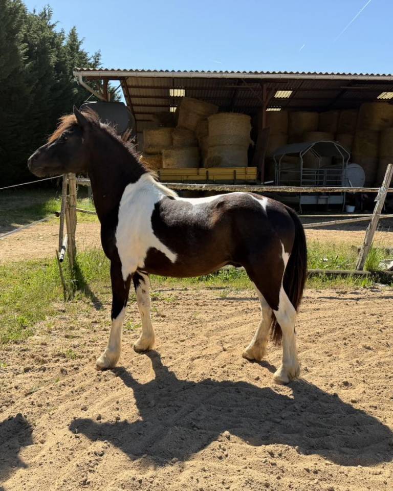 Saillie Poney Pottok ONCP &ndash; 1m30
