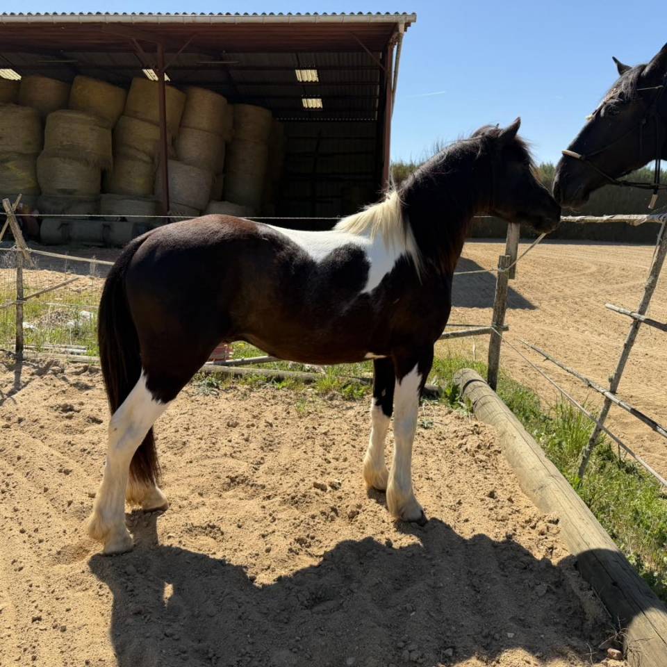 Saillie Poney Pottok ONCP &ndash; 1m30