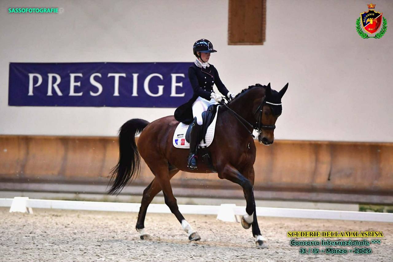 Hongre - BWP - 15 ans - Dressage / CDI YR - France