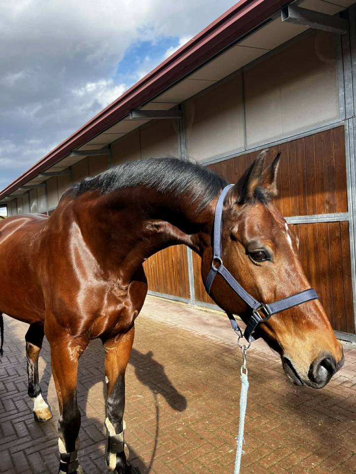 Hongre - BWP - 15 ans - Dressage / CDI YR - France