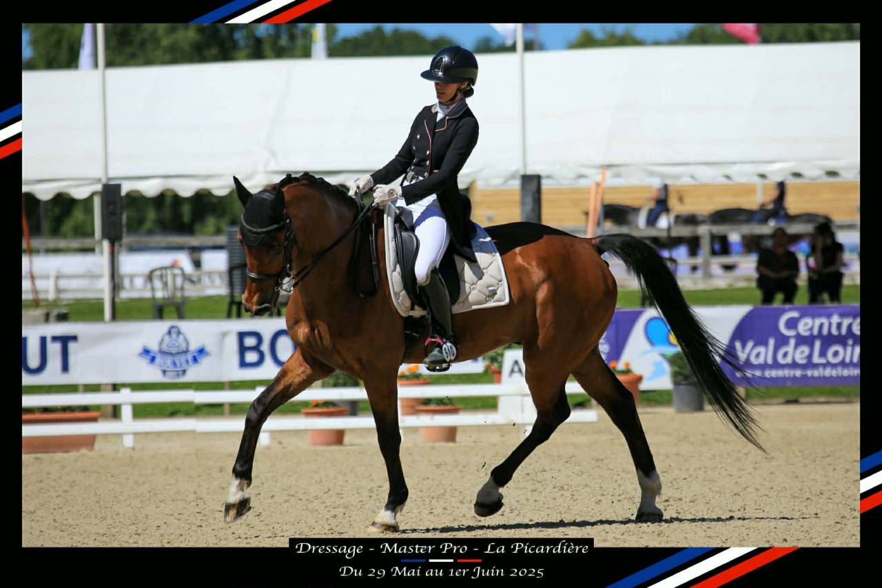 Hongre - BWP - 15 ans - Dressage / CDI YR - France
