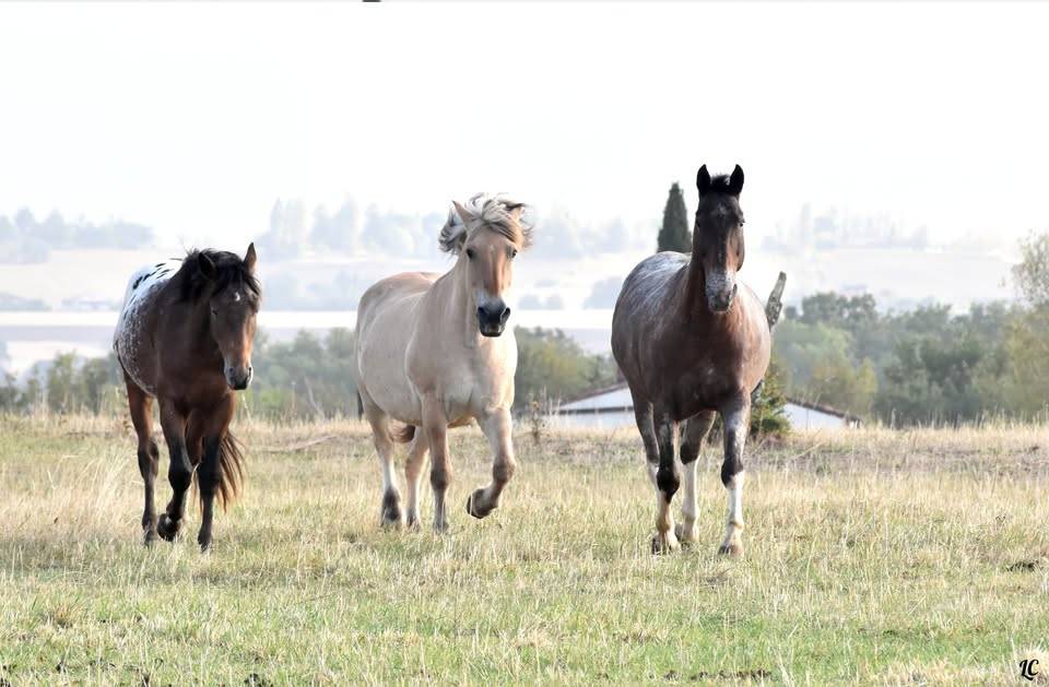 poste de moniteur d'&eacute;quitation