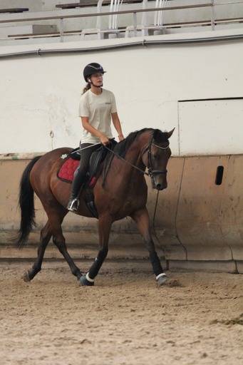 &Agrave; vendre &ndash; pur-sang &ndash; 11 ans