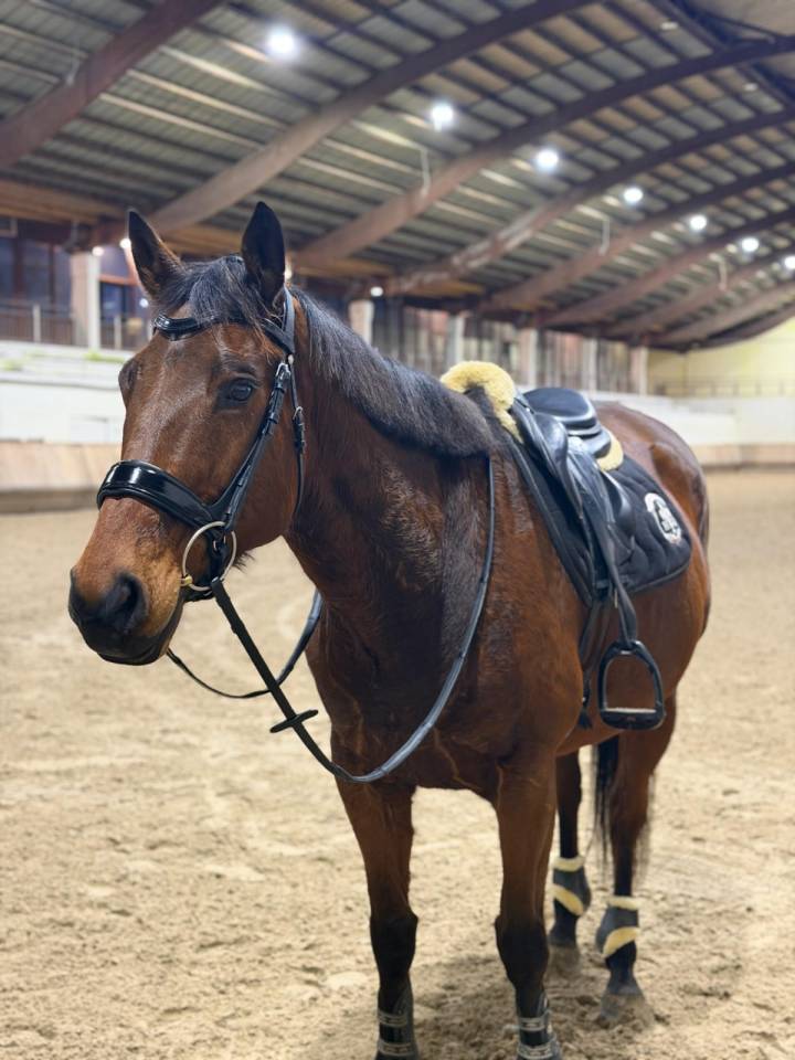 &Agrave; vendre &ndash; pur-sang &ndash; 11 ans