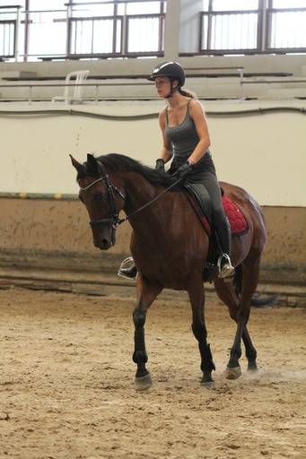 &Agrave; vendre &ndash; pur-sang &ndash; 11 ans
