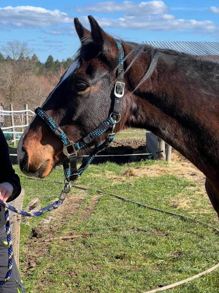 Ades du Ragnarock Z 3 ans 