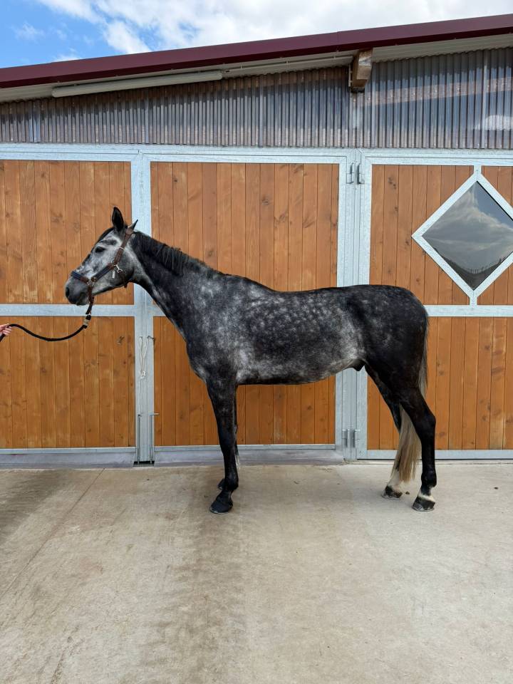 Cheval de loisir 7 ans 