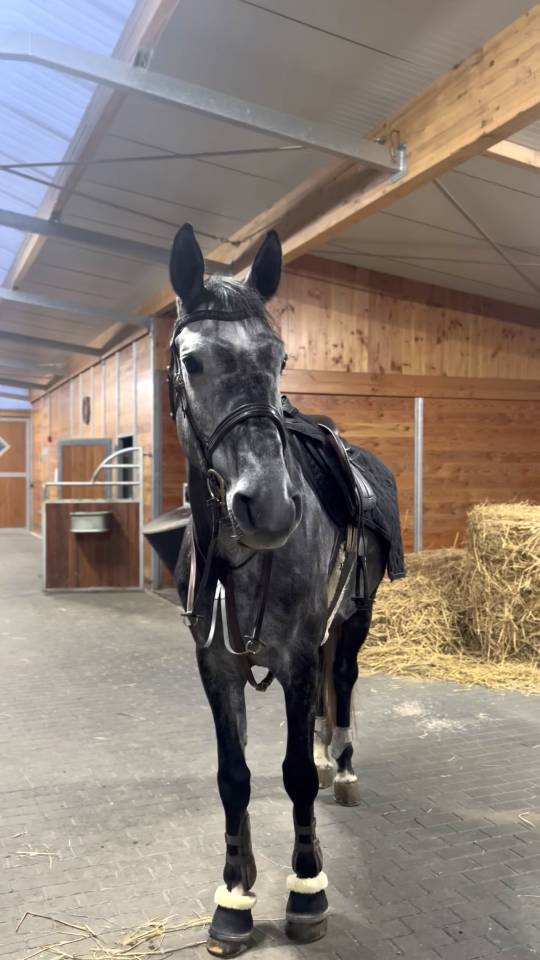 Cheval de loisir 7 ans 