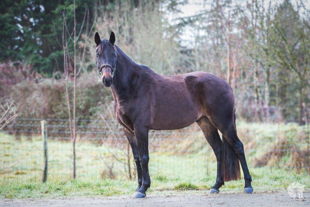 CHEVAL DE SELLE OC