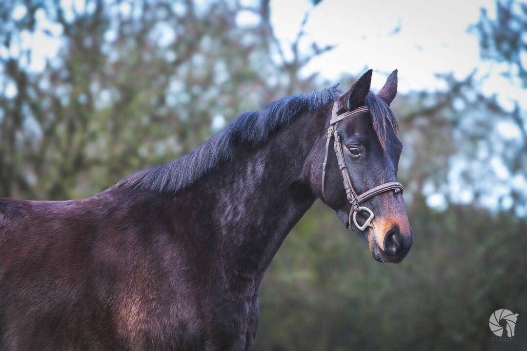 CHEVAL DE SELLE OC