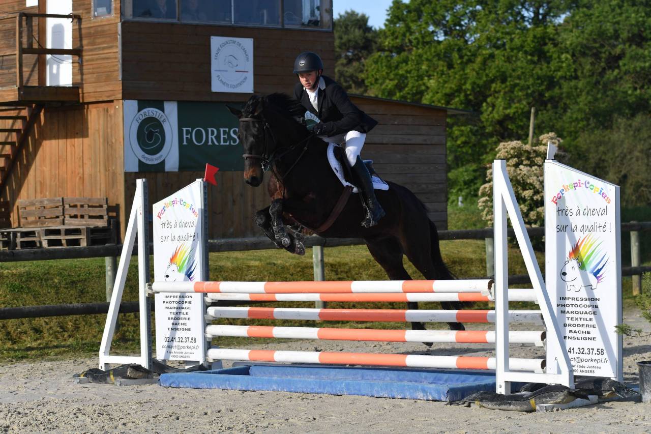 CHEVAL DE SELLE OC