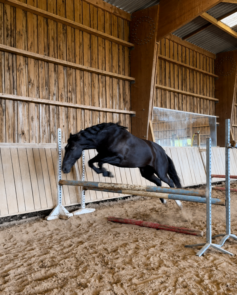 Poney D de sport 