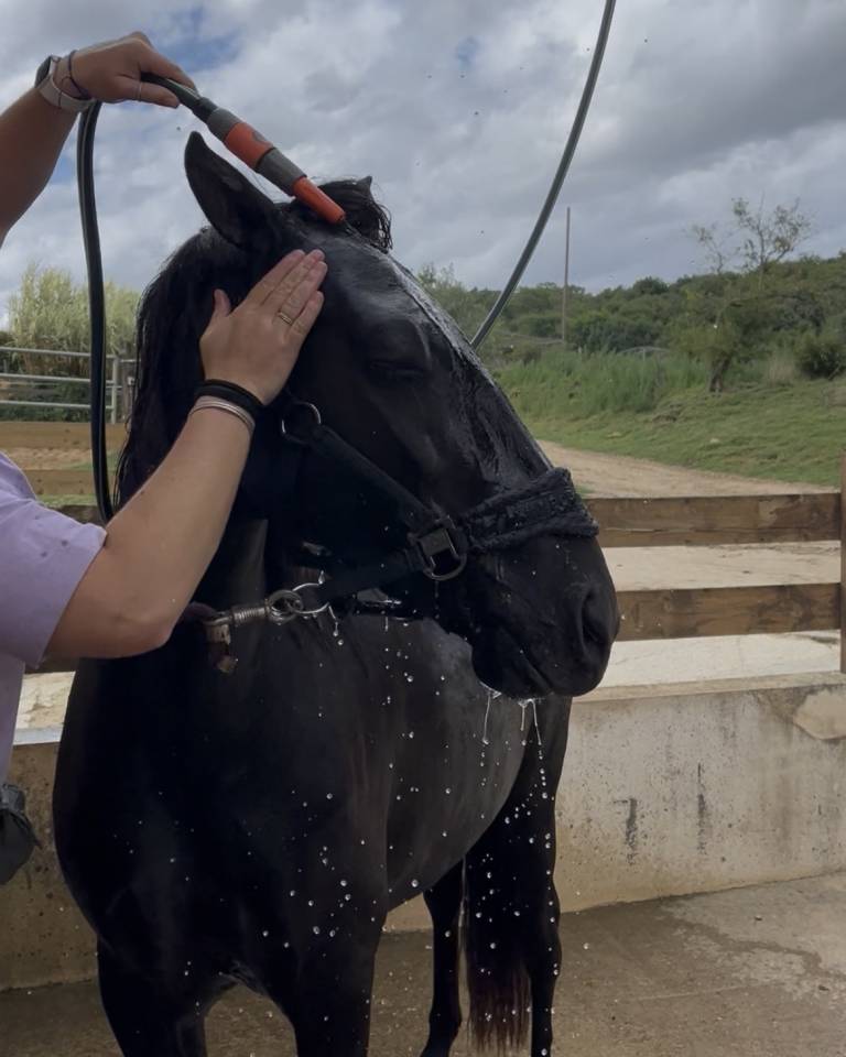 Poney D de sport 