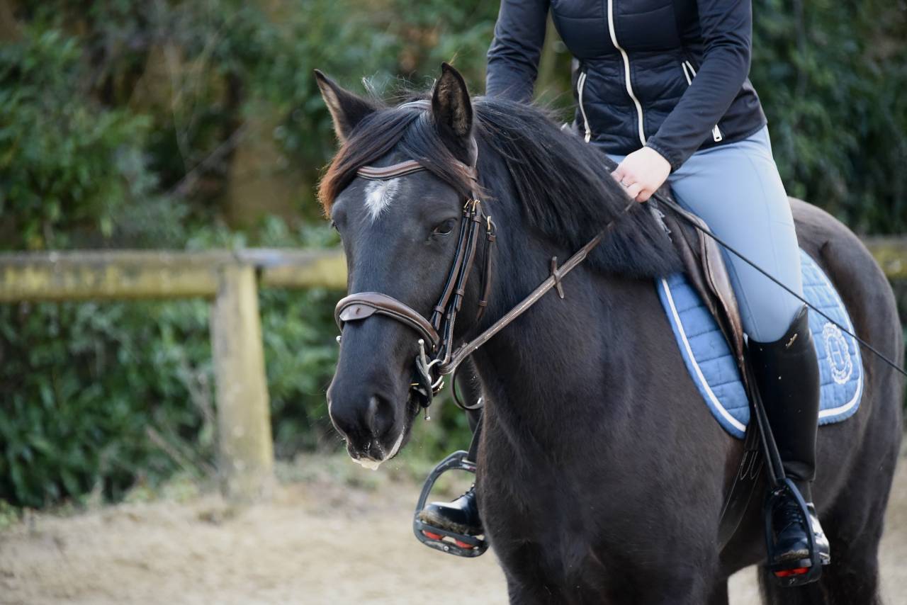 Poney D de sport 