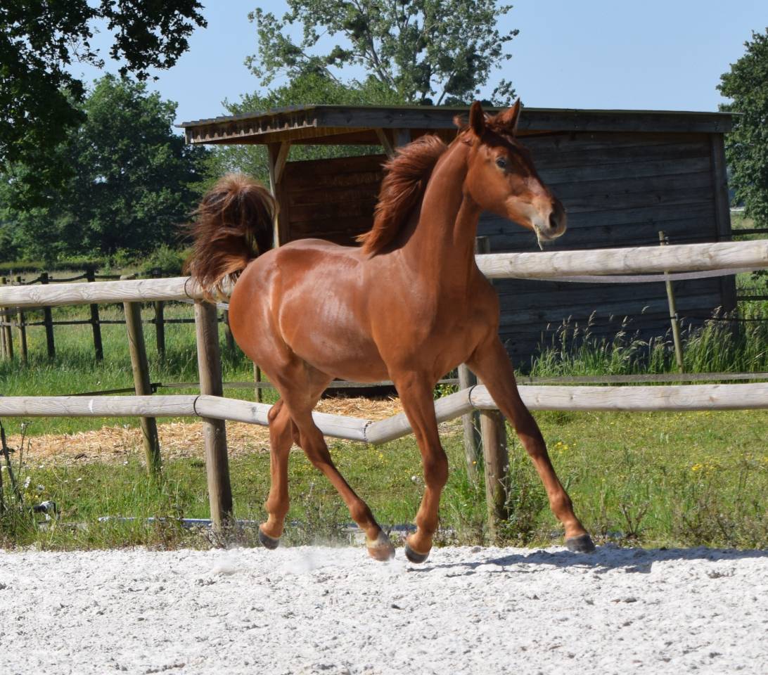 Magnifique M&acirc;le de 1 an CSO HIGHWAY X TN CICERO Z