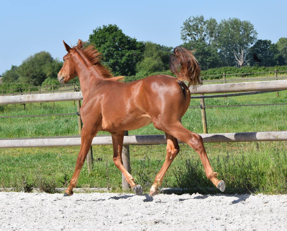 Magnifique M&acirc;le de 1 an CSO HIGHWAY X TN CICERO Z