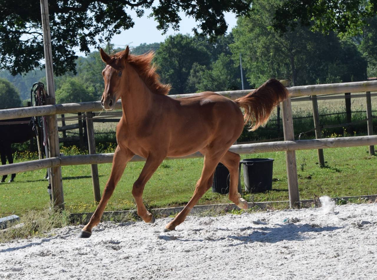 Magnifique M&acirc;le de 1 an CSO HIGHWAY X TN CICERO Z