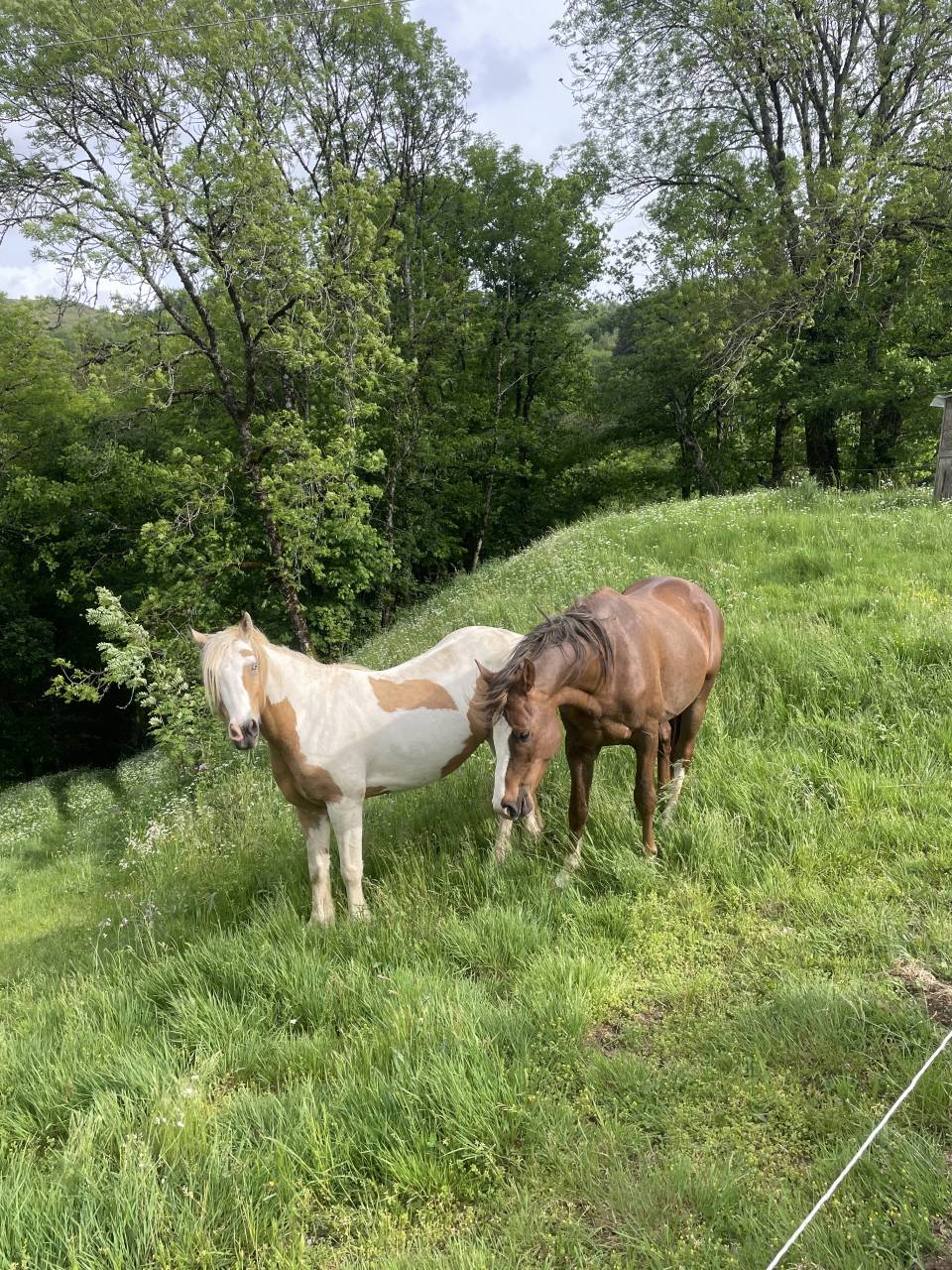 Cheval pie palomino