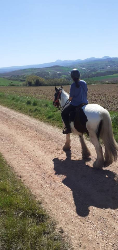 Superbe Irish Cob pie