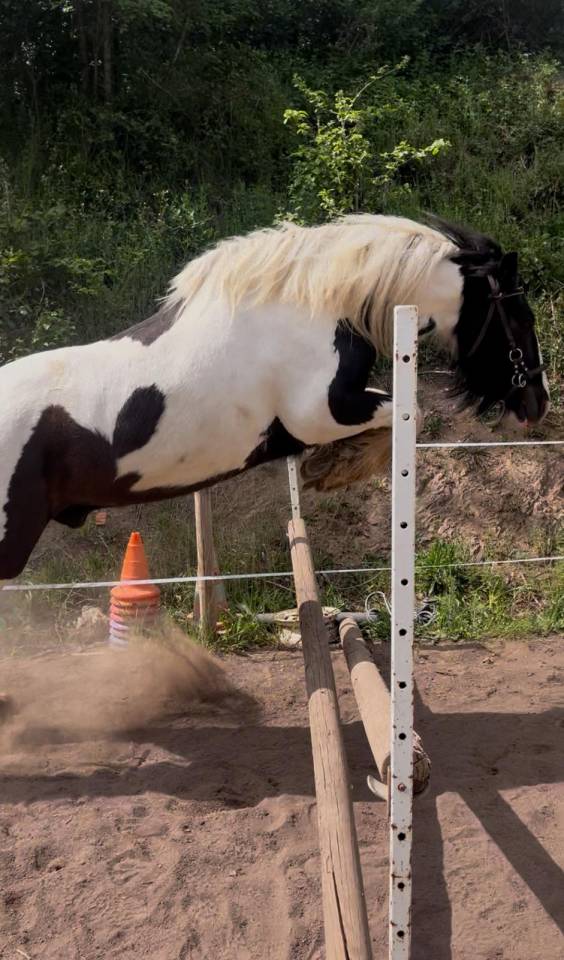 Superbe Irish Cob pie