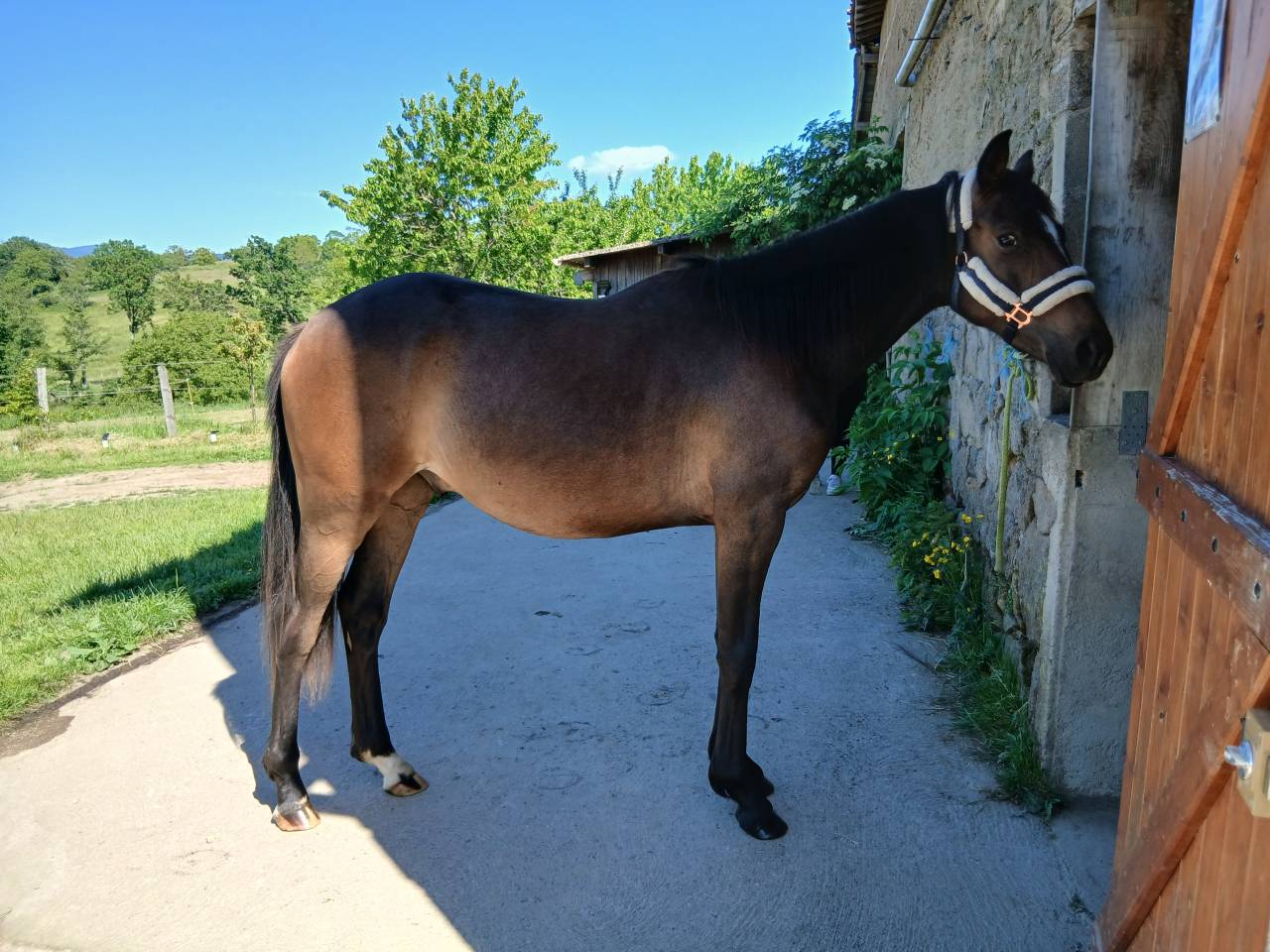 Grand poney NFC 