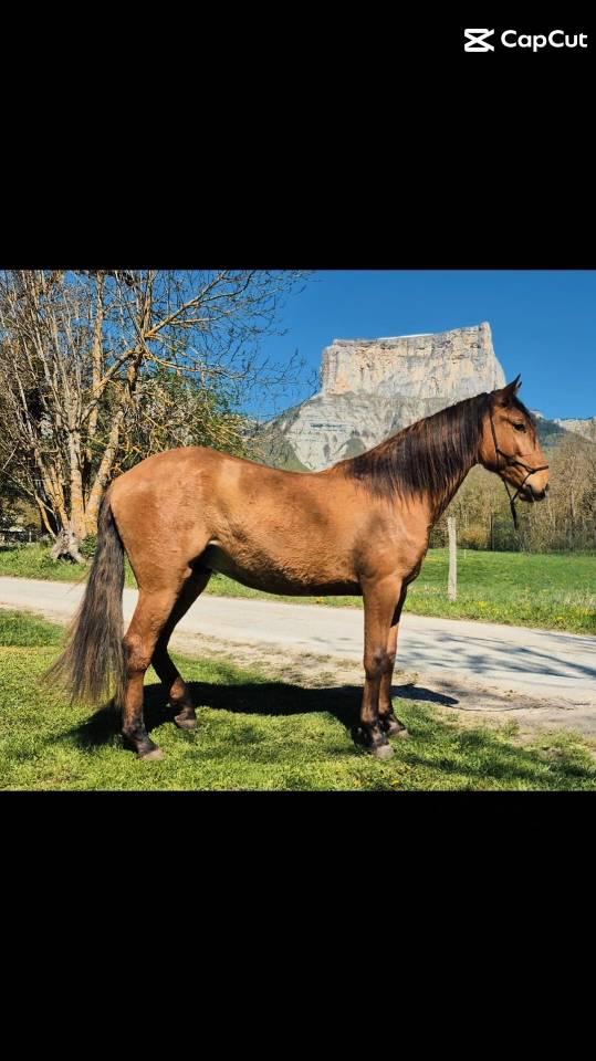 Poulain PP Lusitanien Hongre
