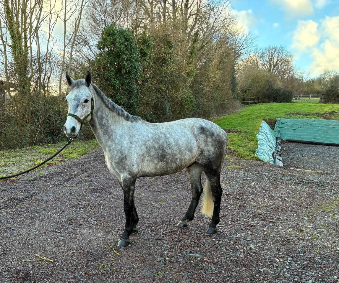 &Agrave; vendre poney de sport