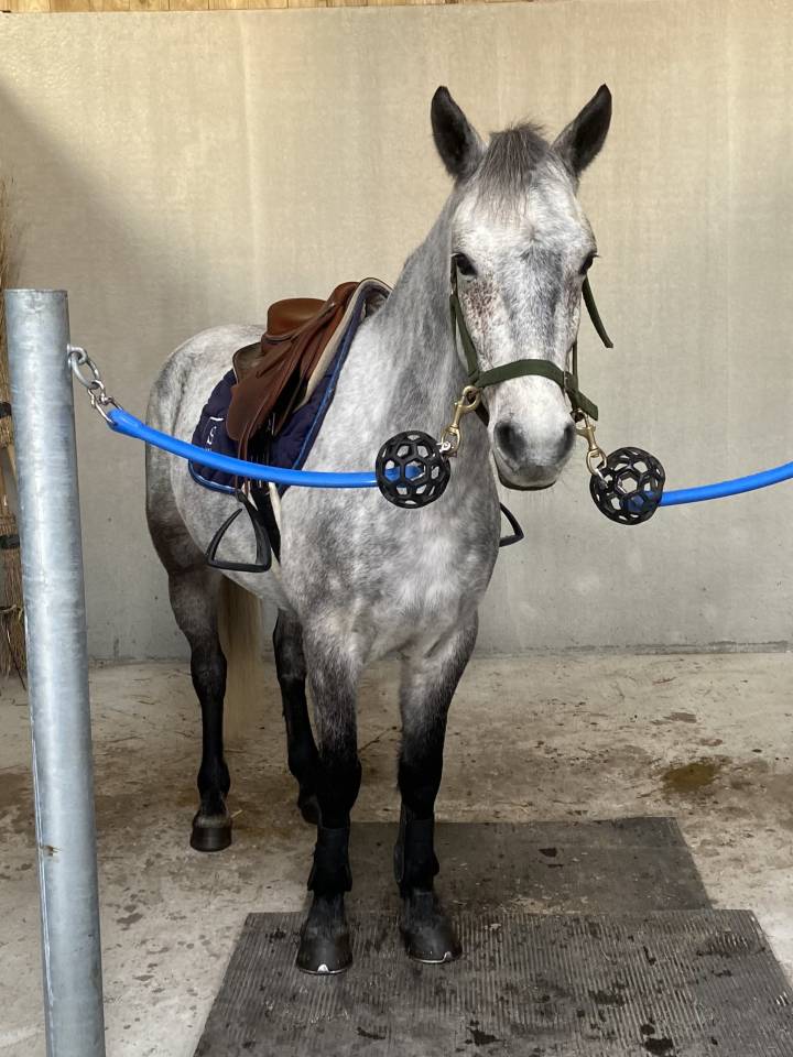 &Agrave; vendre poney de sport