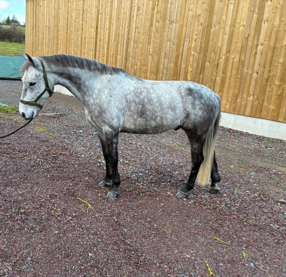 &Agrave; vendre poney de sport