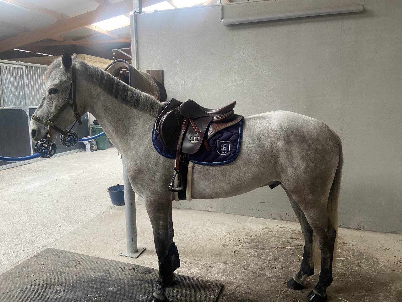 &Agrave; vendre poney de sport
