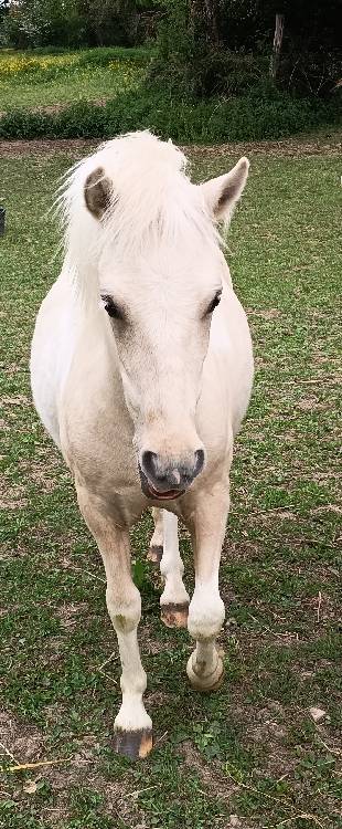 Poney