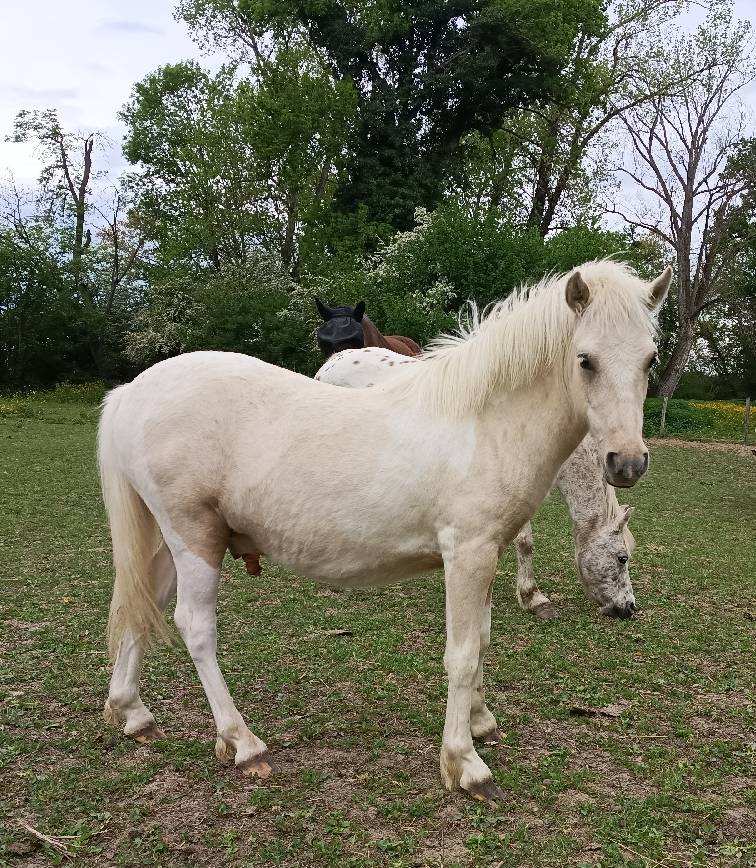 Poney