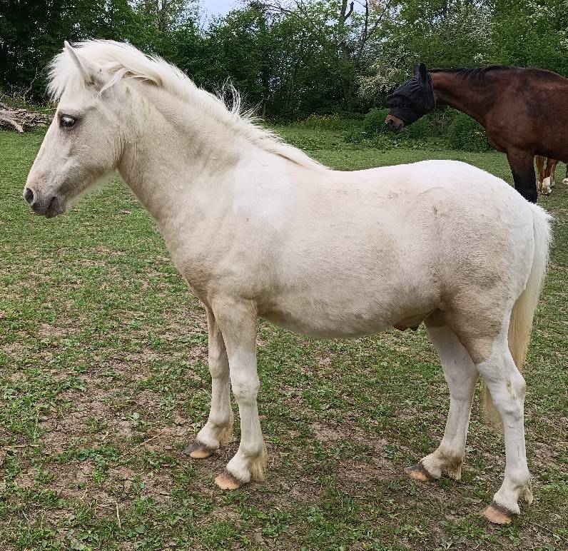 Poney