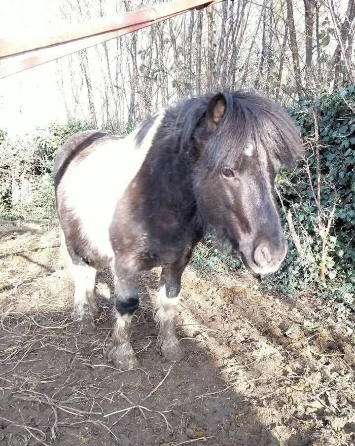 Poney