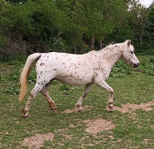 Poney