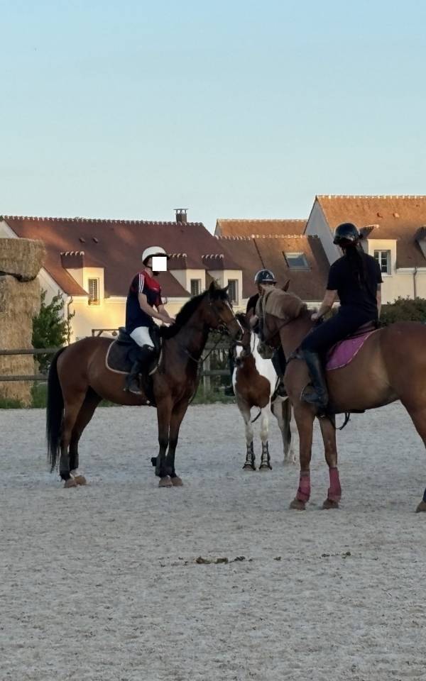 PUR-SANG 5ANS PP HONGRE TOP CHEVAL EQUILIBRE ET DRESSE