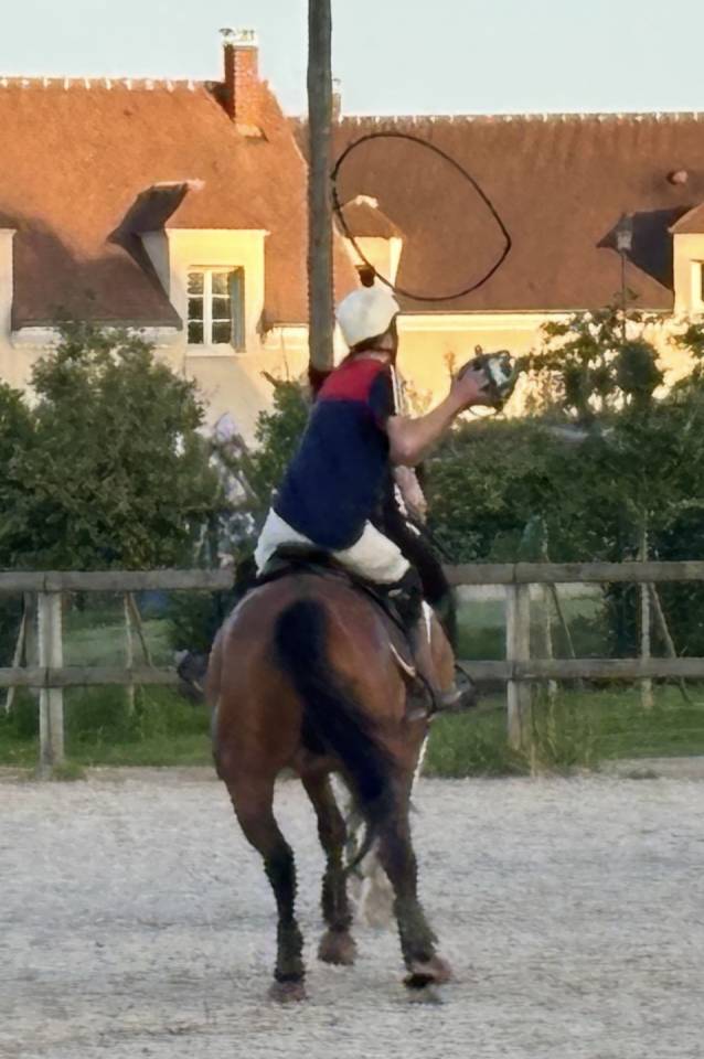 PUR-SANG 5ANS PP HONGRE TOP CHEVAL EQUILIBRE ET DRESSE