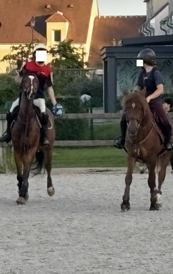 PUR-SANG 5ANS PP HONGRE TOP CHEVAL EQUILIBRE ET DRESSE