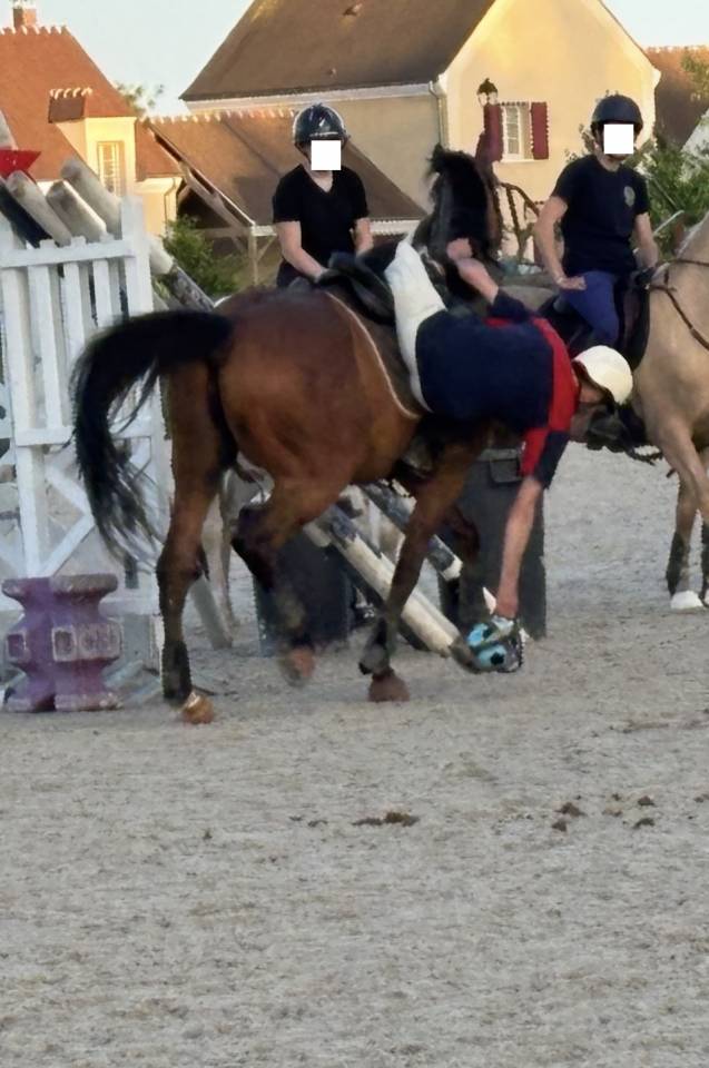 PUR-SANG 5ANS PP HONGRE TOP CHEVAL EQUILIBRE ET DRESSE