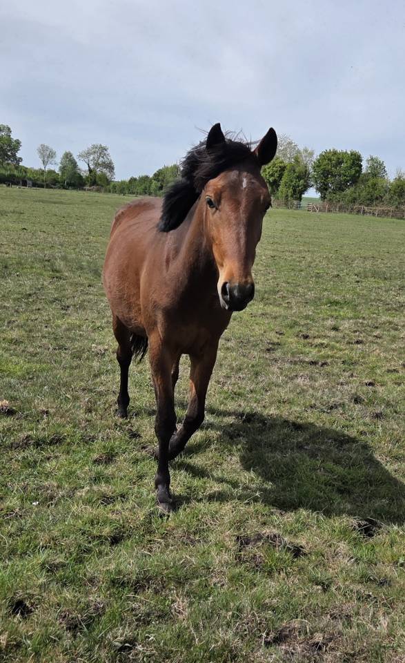 Ponette New forest taille D 2 ans 