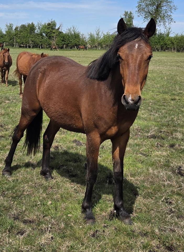 Ponette New forest taille D 2 ans 