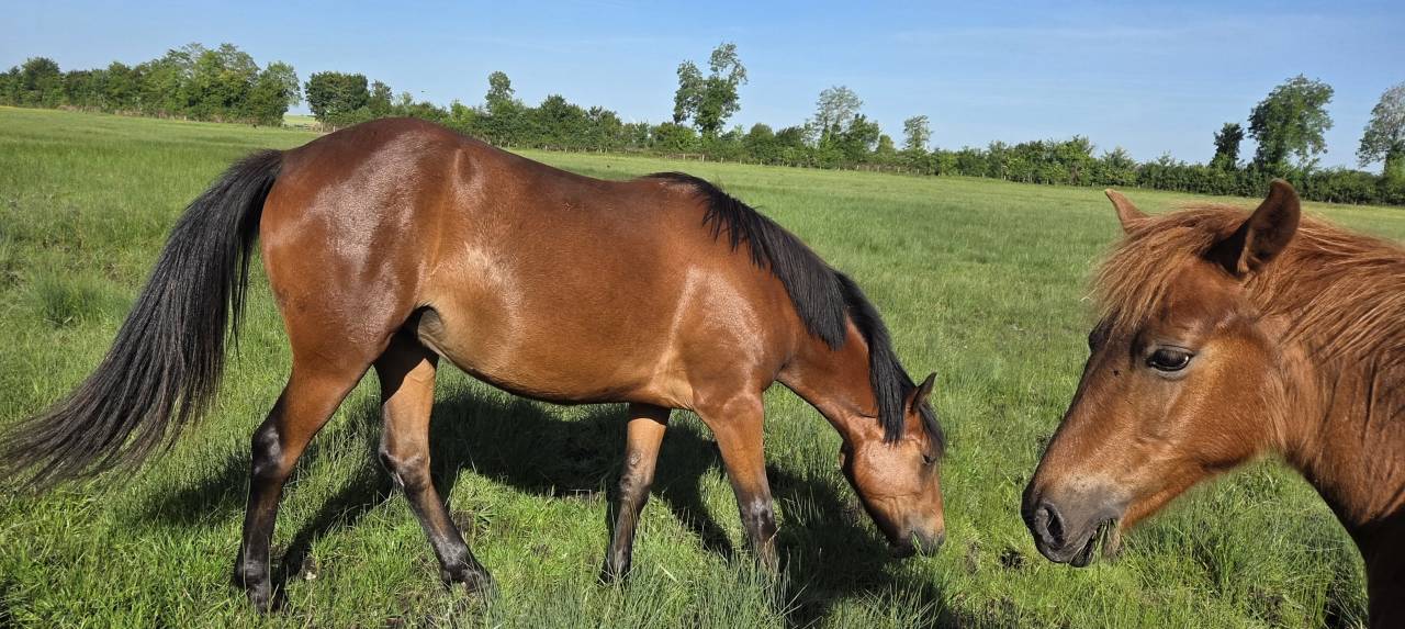 Ponette New forest taille D 2 ans 